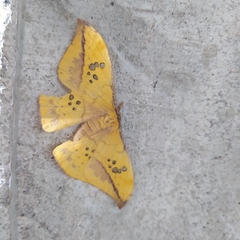 Copaxa multifenestrata