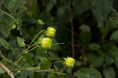 Abutilon sonneratianum