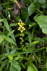 Alectra orobanchoides