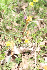Orobanche lutea