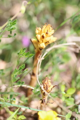 Orobanche lutea