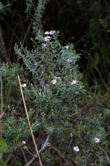 Athrixia phylicoides