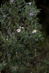 Athrixia phylicoides