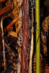 Pterulicium