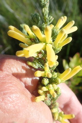 Erica galpinii