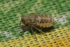 Dicranotropis hamata