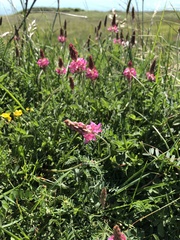 Onobrychis viciifolia
