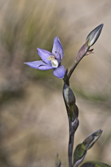 Thelymitra formosa