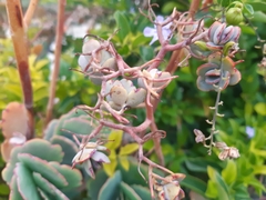 Kalanchoe laxiflora