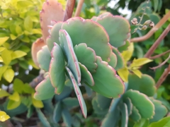 Kalanchoe laxiflora