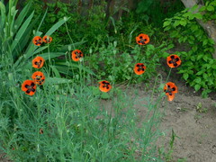 Papaver dubium stevenianum
