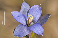 Thelymitra formosa