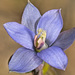 Sun Orchid - Photo (c) Jeremy Rolfe, some rights reserved (CC BY), uploaded by Jeremy Rolfe