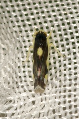 Eupteryx vittata