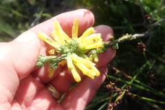 Erica galpinii