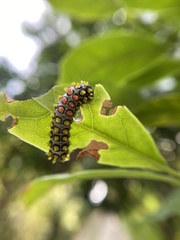 Cyclosia papilionaris