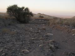 Haloxylon