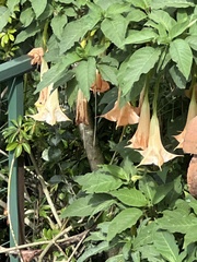Brugmansia suaveolens