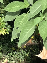 Brugmansia suaveolens