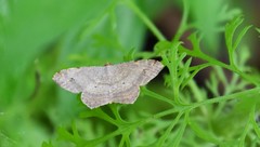 Macaria aequiferaria