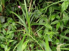 Ichnanthus pallens