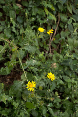 Berkheya erysithales