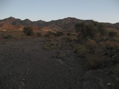 Haloxylon