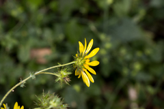 Berkheya erysithales