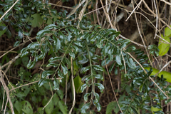 Cnestis polyphylla