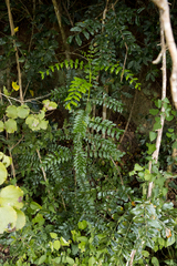 Cnestis polyphylla