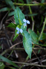 Commelina eckloniana