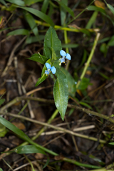 Commelina eckloniana