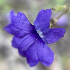 Dampiera hederacea
