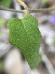 Dampiera hederacea