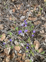 Dampiera hederacea