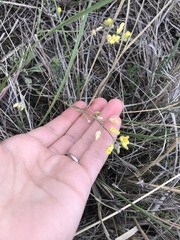 Physaria arenosa