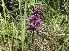 Anacamptis laxiflora