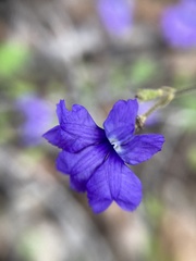 Dampiera hederacea