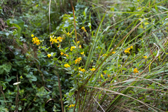 Crotalaria macrocarpa