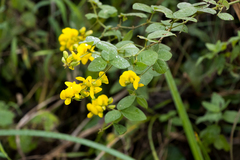 Crotalaria macrocarpa