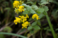 Crotalaria macrocarpa