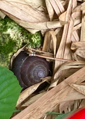 Caracolus