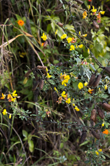 Crotalaria natalitia