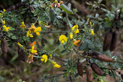 Crotalaria natalitia