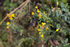 Crotalaria natalitia