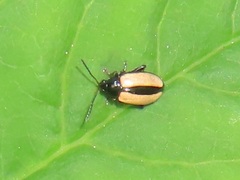 Phyllotreta armoraciae