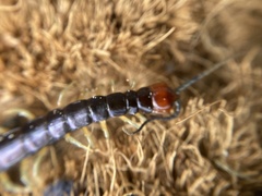 Cormocephalus hartmeyeri