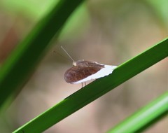 Tanaecia iapis
