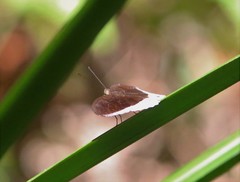 Tanaecia iapis