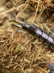 Cormocephalus hartmeyeri